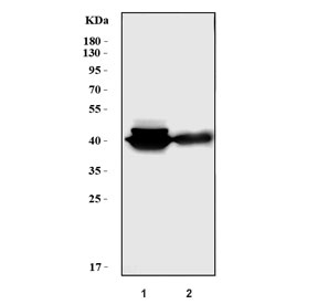 Western blot testing of human 1) HEL and 2) U-937 cell lysate with PLEK antibody. Predicted molecular weight: ~40 kDa.