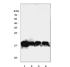 Western blot testing of human 1) HeLa, 2) Jurkat, 3) A549 and 4) HepG2 cell lysate with SUB1 antibody. Expected molecular weight: 15-19 kDa (unmodified) and ~26 kDa (phosphorylated).
