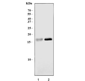 Western blot testing of human 1) COLO-320 and 2) A431 cell lysate with PLP2 antibody. Predicted molecular weight ~17 kDa.