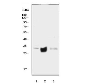 Western blot testing of 1) human U-87 MG, 2) rat brain and 3) mouse brain tissue lysate with Aquaporin 4 antibody. Observed molecular weight: 35-45 kDa depending on glycosylation level.