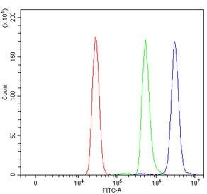 Flow cytometry testing of human U937 cells with Choline Acetyltransferase antibody at 1ug/million cells (blocked with goat sera); Red=cells alone, Green=isotype control, Blue= Choline Acetyltransferase antibody.~