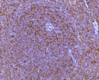 IHC staining of FFPE mouse spleen tissue with Mip-1 alpha antibody. HIER: boil tissue sections in