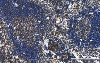 IHC staining of FFPE mouse spleen tissue with Blr1 antibody. HIER: boil tissue sections in pH8 EDTA f
