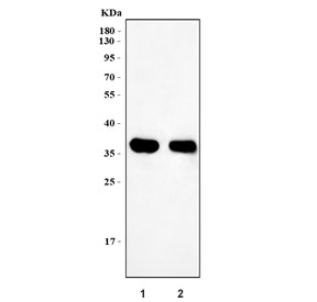 Western blot testing of 1) human A549 and 2) rat kidney tissue lysate with DAO a