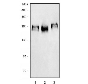 Western blot testing of 1) human HeLa, 2) human MCF7 and 3) mouse NIH 3T3 cell lysate with ERBB