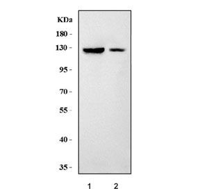 Western blot testing of 1) rat brain and 2) mouse brain tissue lysate with ERG