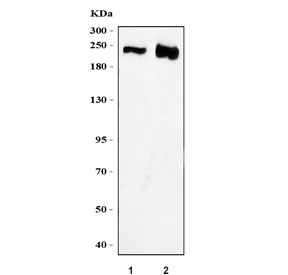 Western blot testing of 1) human HeLa and 2) rat brain tissue lysate with