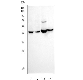 Western blot testing of human 1) HepG2, 2) HeLa, 3) A549 and 4) T-47D cell lysa