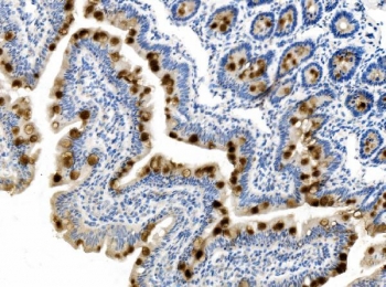 IHC staining of FFPE rat colon tissue with Mucin 2 antibody. HIER: boil tissue sections in pH8 EDTA for 20 min and allow to cool before testing.
