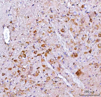 IHC staining of FFPE mouse brain tissue with Neuromedin-S antibody. HIER: boil tissue sections in