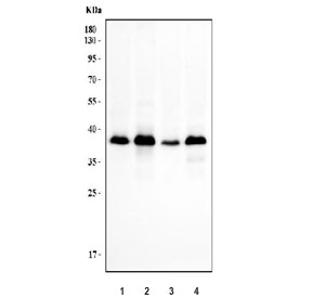 Western blot testing of human 1) A549, 2) HepG2, 3) MCF7 and 4) HeLa cell lysate with NDFIP2 antibody. Predicted molecular weight ~36 kDa. Ubiquitination may cause the protein to be observed at larger molecular weights.