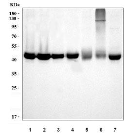 Western blot testing of 1) human MCF7, 2) human HepG2, 3) human HeLa, 4) human HCCT, 5) rat liver, 6) rat RH35 and 7) mouse liver tissue lysate with PMPCB antibody. Expected molecular weight: 43-54 kDa.