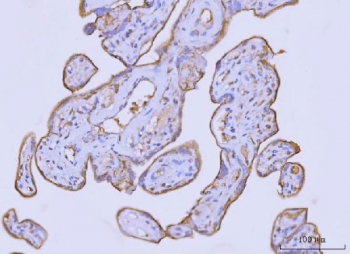 IHC staining of FFPE human placental tissue with FLOT2 antibody. HIER: boil tissue sections in pH8 EDTA for 20 min and allow to cool before testing.