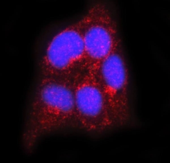 Immunofluorescent staining of FFPE human SiHa cells with FLOT2 antibody (red) and DAPI nuclear stain (blue). HIER: steam section in pH6 citrate buffer for 20 min.