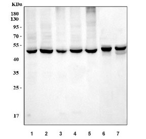 Western blot testing of 1) human 293T, 2) HeLa, 3) A375, 4) A549, 5) rat brain, 6) mouse brain and 7) mouse lung tissue lysate with FLOT2 antibody. Predicted molecular weight: ~47 kDa.