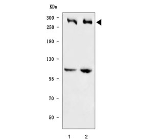 Western blot testing of human 1) HeLa and 2) MCF-7 cell lysate with BRCA1 an