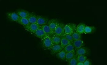 Immunofluorescent staining of FFPE human A431 cells with CCDC115 antibody (green) and DAPI nuclear stain (blue). HIER: steam section in pH6 citrate buffer for 20 min.