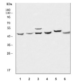 Western blot testing of 1) human Raji, 2) human MOLT4, 3) human HeLa, 4) rat