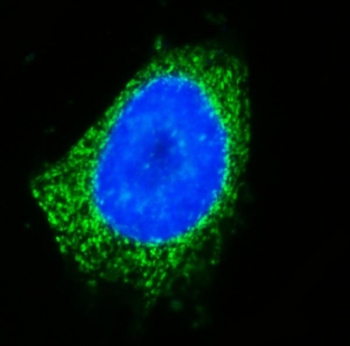Immunofluorescent staining of FFPE human Caco-2 cells with GOLGA3 antibody (green) and DAPI nuclear stain (blue). HIER: steam section in pH6 citrate buffer for 20 min.