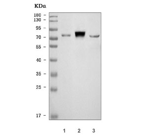 Western blot testing of 1) human HeLa, 2) human A549 and 3) mouse lung tissue lysate with MX1 antibody. Predicted molecular weight ~76 kDa.~