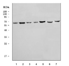 Western blot testing of 1) human 293T, 2) human HeLa, 3) human placenta, 4) human U-87 MG, 5) human A431, 6) rat heart and 7) mouse NIH 3T3 cell lysate with AMPK gamma 2 antibody. Predicted molecular weight ~63 kDa.~