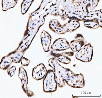 IHC staining of FFPE human placental tissue with RING2 antibody. HIER: boil tissue sections in pH8 EDTA for 20 min and allow to cool before testing.