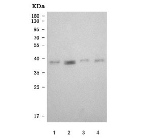 Western blot testing of human 1) HL60, 2) K562, 3) U-2 OS and 3) Caco-2 cell lysate with RING2 antibody. Predicted molecular weight ~38 kDa.