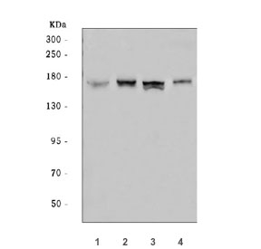 Western blot testing of human 1) 293T, 2) Raji, 3) PC-3 and 4) U-251 cell l