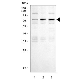 Western blot testing of human 1) 293T, 2) K562 and 3) HepG2 cell lysate with T