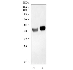 Western blot testing of 1) rat brain and 2) mouse brain tissue lysate with ATP1B2 antibody. Predicted molecular weight ~33 kDa but may be observed at higher molecular weights due to glycosylation.
