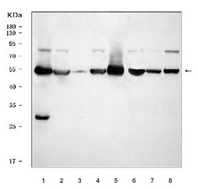 Western blot testing of 1) rat heart, 2) rat brain, 3) rat lung, 4) rat H9C2(2-1), 5) mouse heart, 6) mouse brain, 7) mouse lung and 8) mouse NIH 3T3 cell lysate with ATP5A1 antibody. Predicted molecular weight ~54-60 kDa (multiple isoforms).