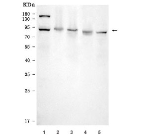 Western blot testing of human 1) HeLa, 2) K562, 3) Jurkat, 4) Caco-2 and 5) HL