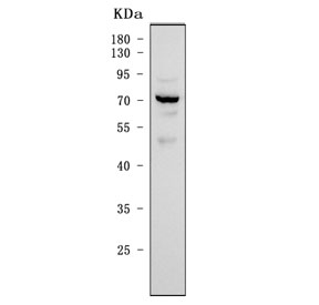 Western blot testing of human 293T cell lysate with Interferon regulatory factor 7 antibody. Predicted molecular weight ~54 kDa but may be observed at higher molecular weights due to phosphorylation.