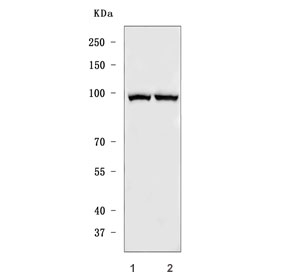 Western blot testing of human 1) HeLa and 2) HepG2 cell lysate with MARS1 an