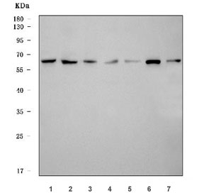 Western blot testing of 1) human HeLa, 2) human 293T, 3) human K562, 4) rat live