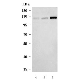 Western blot testing of human 1) K562, 2) U-251 and 3) MOLT4 cell lysate with EXO1 a