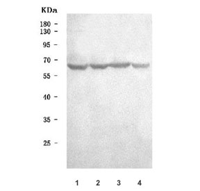 Western blot testing of human 1) HeLa, 2) 293T, 3) Jurkat and 4) T-47D cell