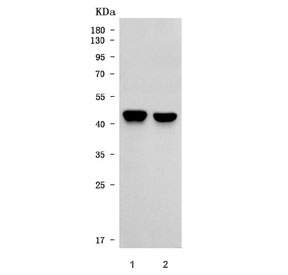 Western blot testing of human 1) Daudi and 2) Jurkat cell lysate with CD83 anti