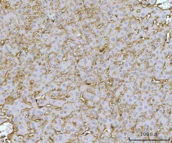IHC staining of FFPE rat liver tissue with C-1-tetrahydrofolate synthase antibody. HIER: boil tissue sections in pH8 EDTA for 20 min and allow to cool before testing.