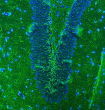 Immunofluorescent staining of FFPE mouse brain tissue with EAAT1 antibody (green) and DAPI nuclear stain (blue). HIER: steam section in pH8 EDTA buffer for 20 min.