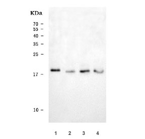 Western blot testing of human 1) K562, 2) HeLa, 3) HepG2, 4) RT4 cell lysate with ARL1 antibody. Predicted molecular weight ~20 kDa.