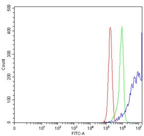 Flow cytometry testing of human RT4 cells with ARL1 antibody at 1ug/million cells (blocked with goat sera); Red=cells alone, Green=isotype control, Blue= ARL1 antibody.