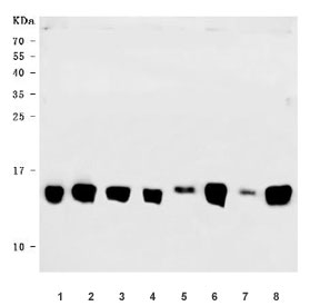 Western blot testing of 1) human K562, 2) human HepG2, 3) human RT4, 4) human HeLa, 5) rat liver, 6) rat heart, 7) mouse liver and 8) mouse heart tissue lysate with NDUFS5 antibody. Expected molecular weight: 13-15 kDa.