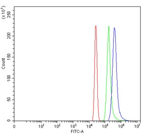 Flow cytometry testing of human HL60 cells with ZMYM2 antibody at 1ug/million cells (blocked with goat sera); Red=cells alone, Green=isotype control, Blue= ZMYM2 antibody.