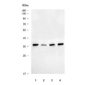 Western blot testing of human 1) Jurkat, 2) HeLa, 3) K562 and 4) PANC-1 cell lysate with HO-2 antibody. Predicted molecular weight ~36 kDa.