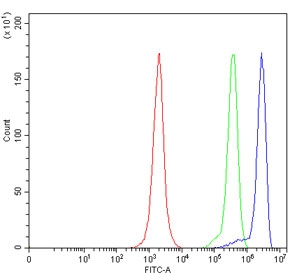 Flow cytometry testing of human JK cells with 17HSD7 antibody at 1ug/million cells (blocked with goat sera); Red=cells alone, Green=isotype control, Blue= 17HSD7 antibody.