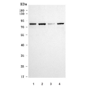 Western blot testing of human 1) U-87 MG, 2) HeLa, 3) PC-3 and 4) HepG2 cell lysate with AEG-1 antibody. Expected molecular weight: 70-80 kDa.