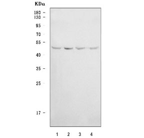 Western blot testing of human 1) HeLa, 2) 293T, 3) Jurkat and 4) K562 cell l
