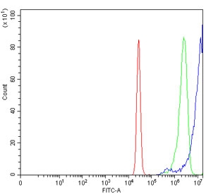 Flow cytometry testing of human U-2 OS cells with NRBF2 antibody at 1ug/million cells (blocked with goat sera); Red=cells alone, Green=isotype control, Blue= NRBF2 antibody.~