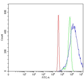 Flow cytometry testing of human SiHa cells with YTH domain-containing protein 2 antibody at 1ug/million cells (blocked with goat sera); Red=cells alone, Green=isotype control, Blue= YTH domain-containing protein 2 antibody.